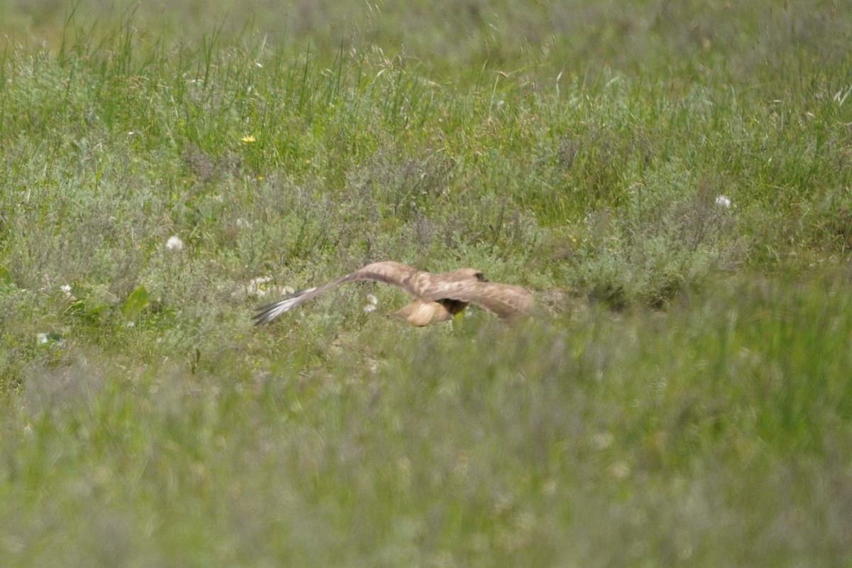 Busardo Moro - ML646303953