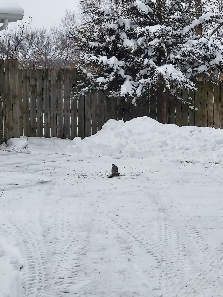 Gavilán de Cooper - ML646303954