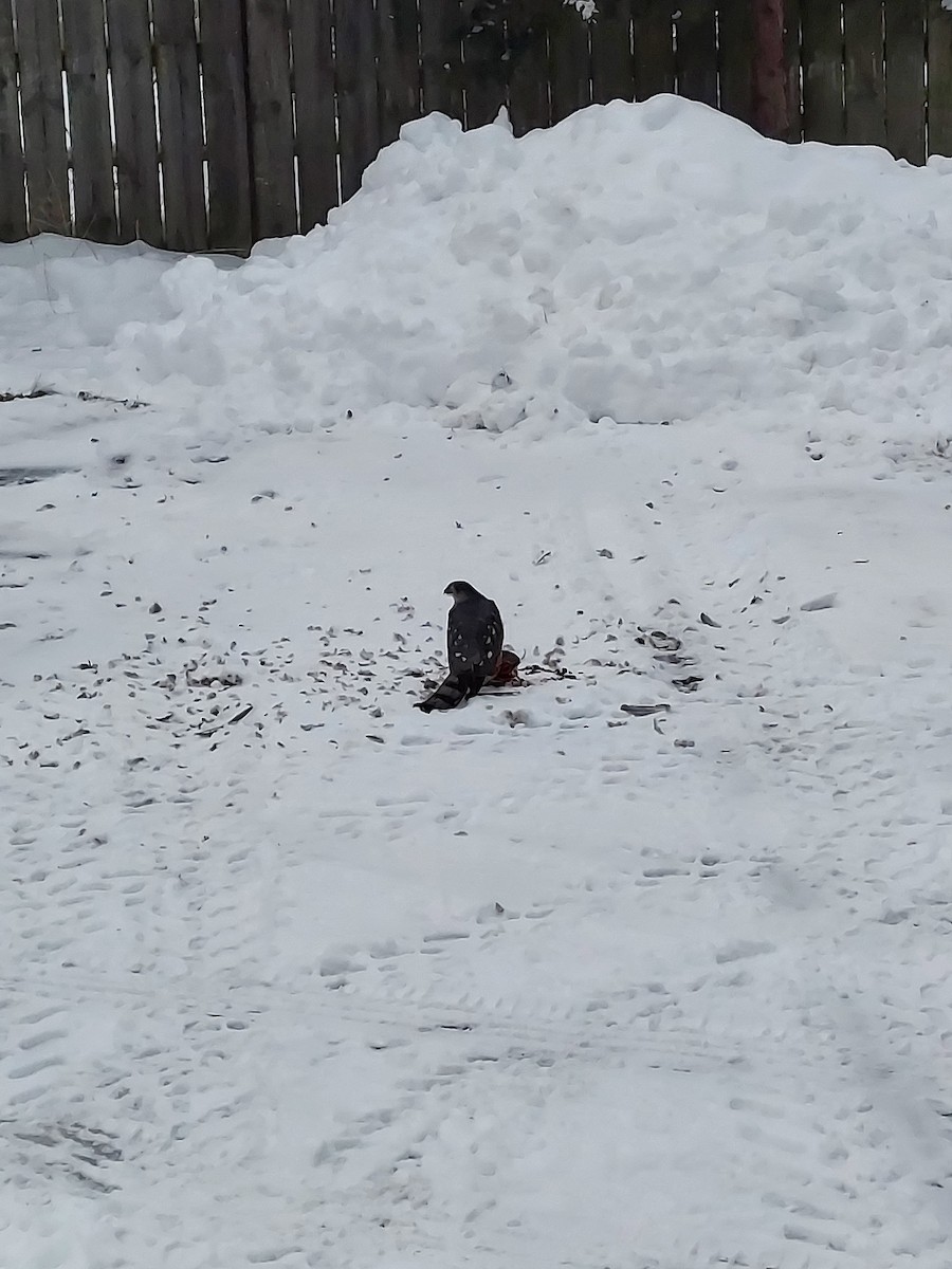 Gavilán de Cooper - ML646303955