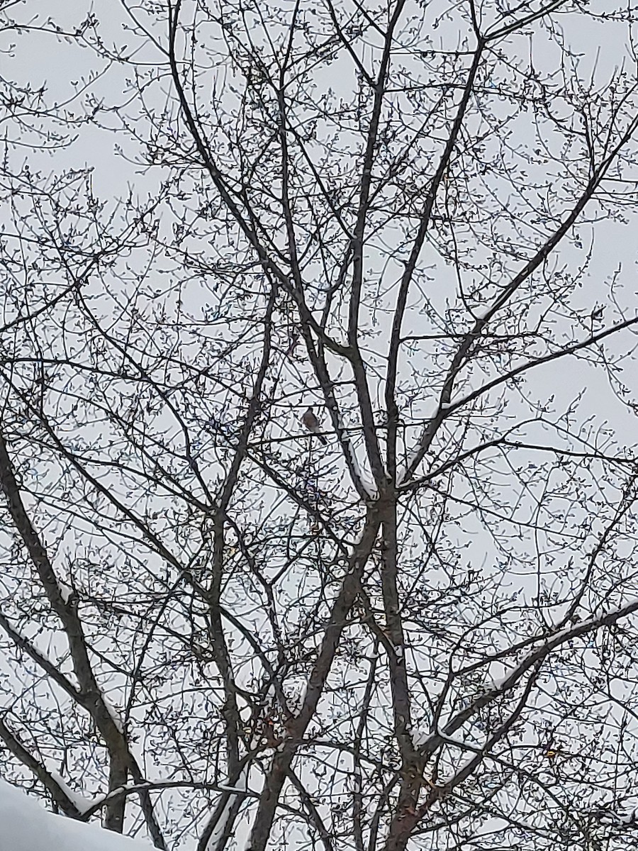 Gavilán de Cooper - ML646303956