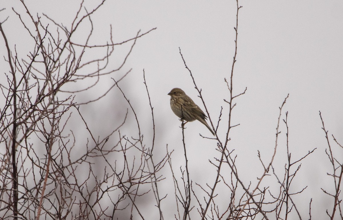 Escribano Triguero - ML646303958