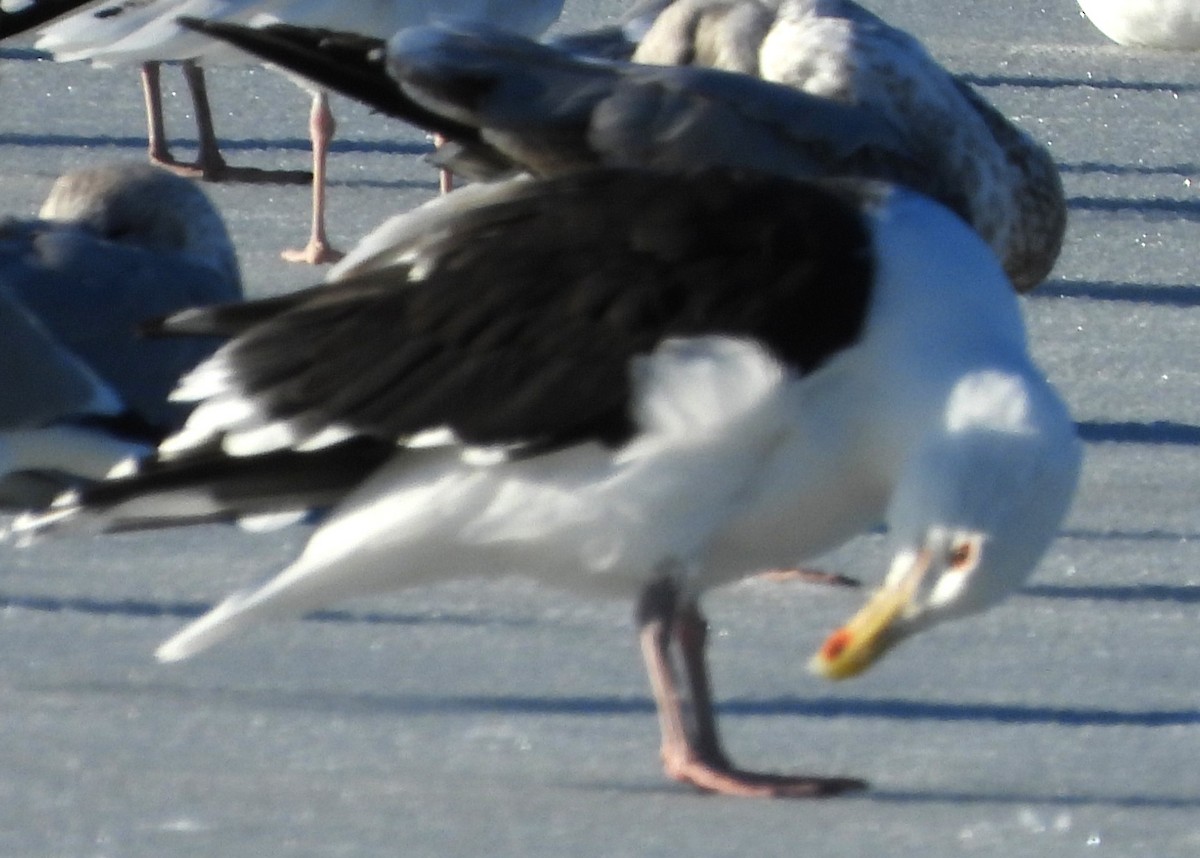 Gavión Atlántico - ML646303959