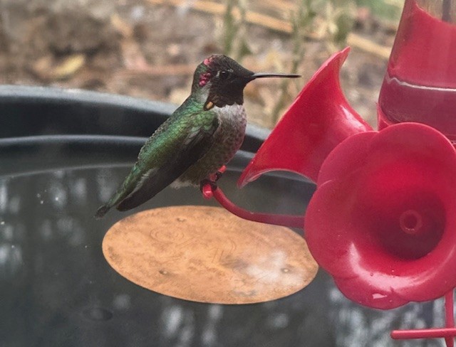 Colibrí de Anna - ML646303960