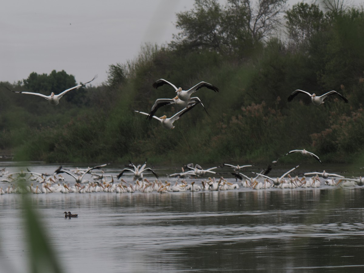American White Pelican - ML646303961