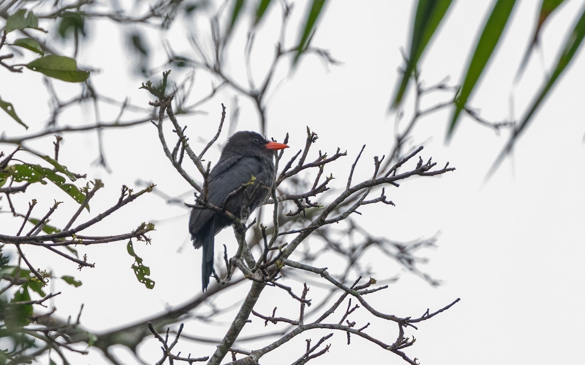 Monja Unicolor - ML646303966