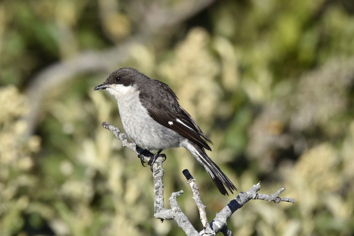 Papamoscas Fiscal - ML646303967