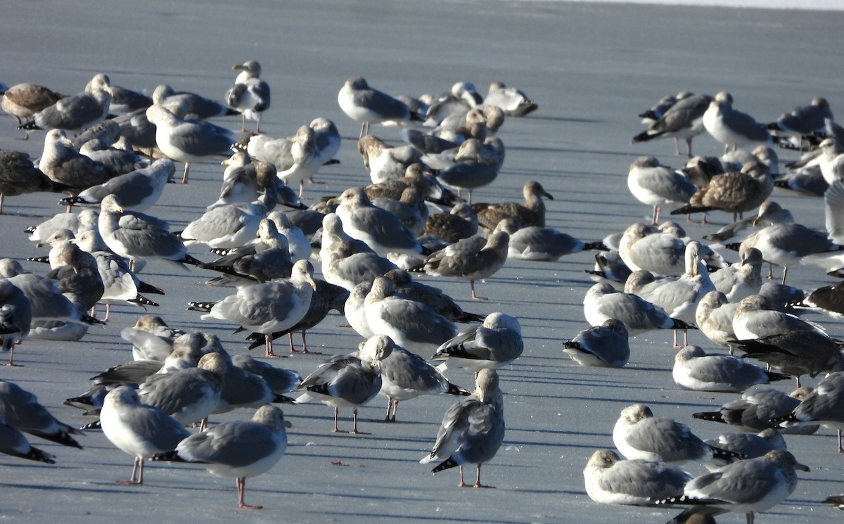 Gaviota Argéntea Americana - ML646303968