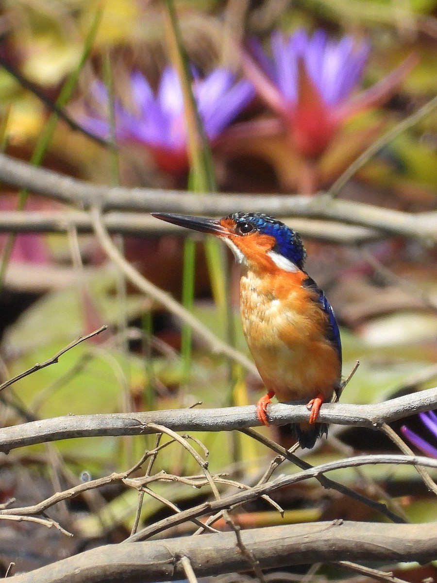 Martín Pescador Malgache - ML646303969