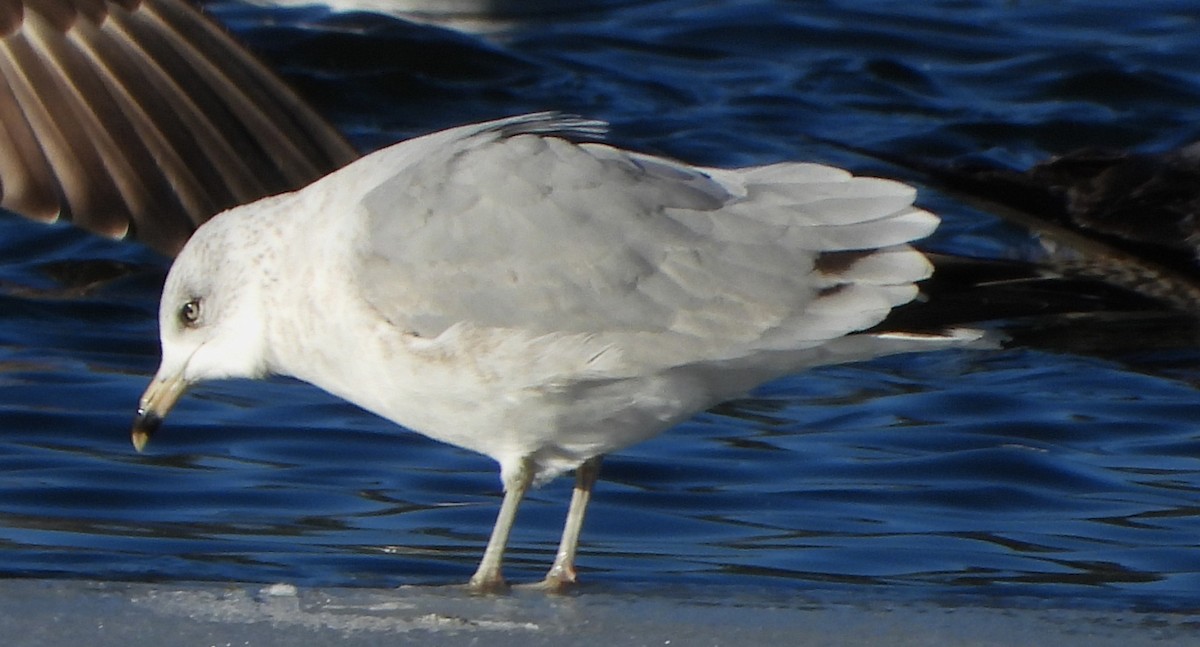 Gaviota de Delaware - ML646303975