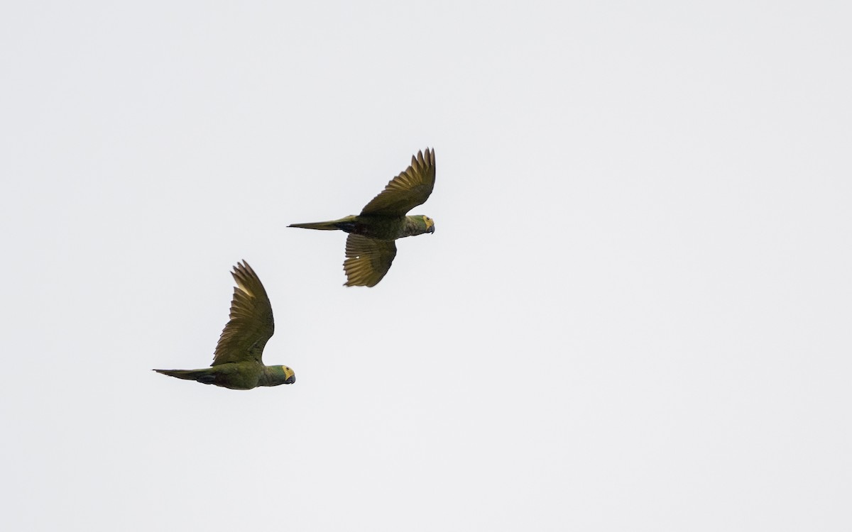 Red-bellied Macaw - ML646303976