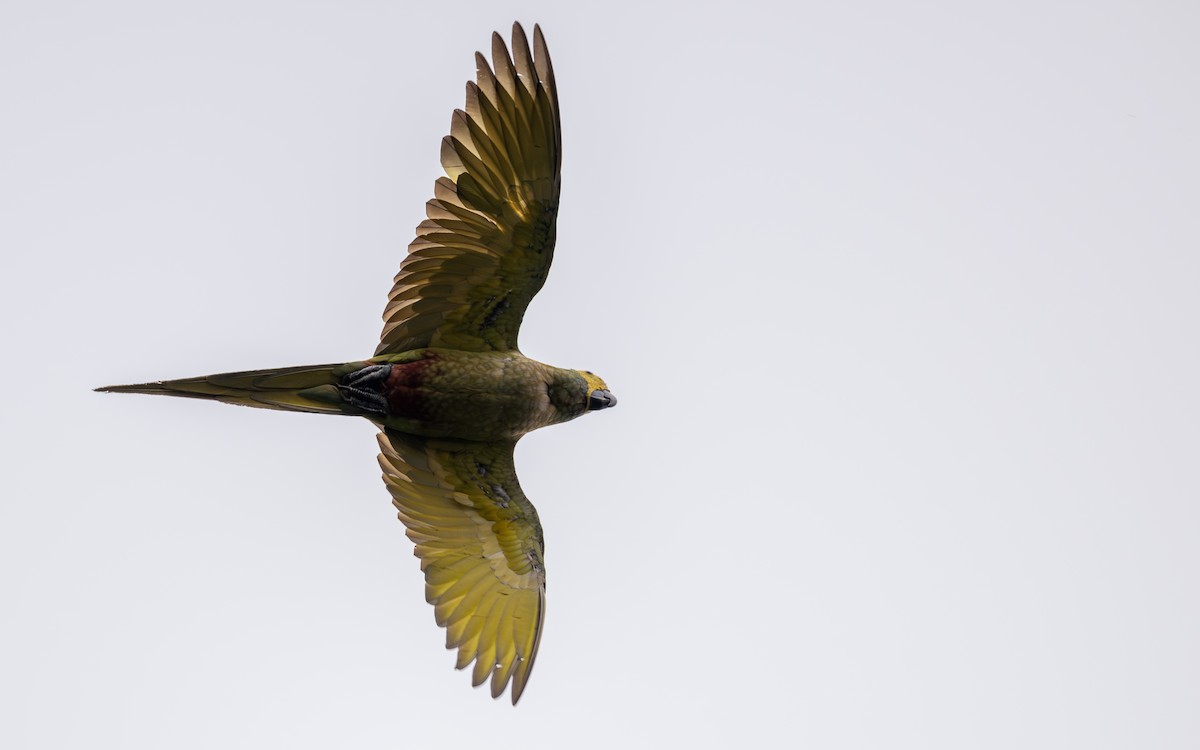 Red-bellied Macaw - ML646303977