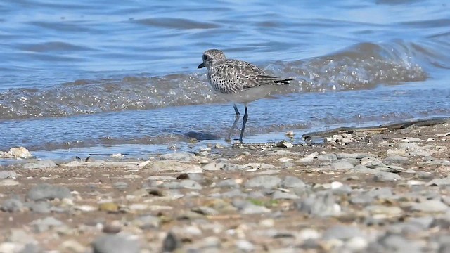 Сивка морська - ML646303979