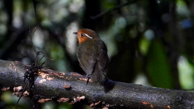 Гусеницеїд рудолобий - ML646303983