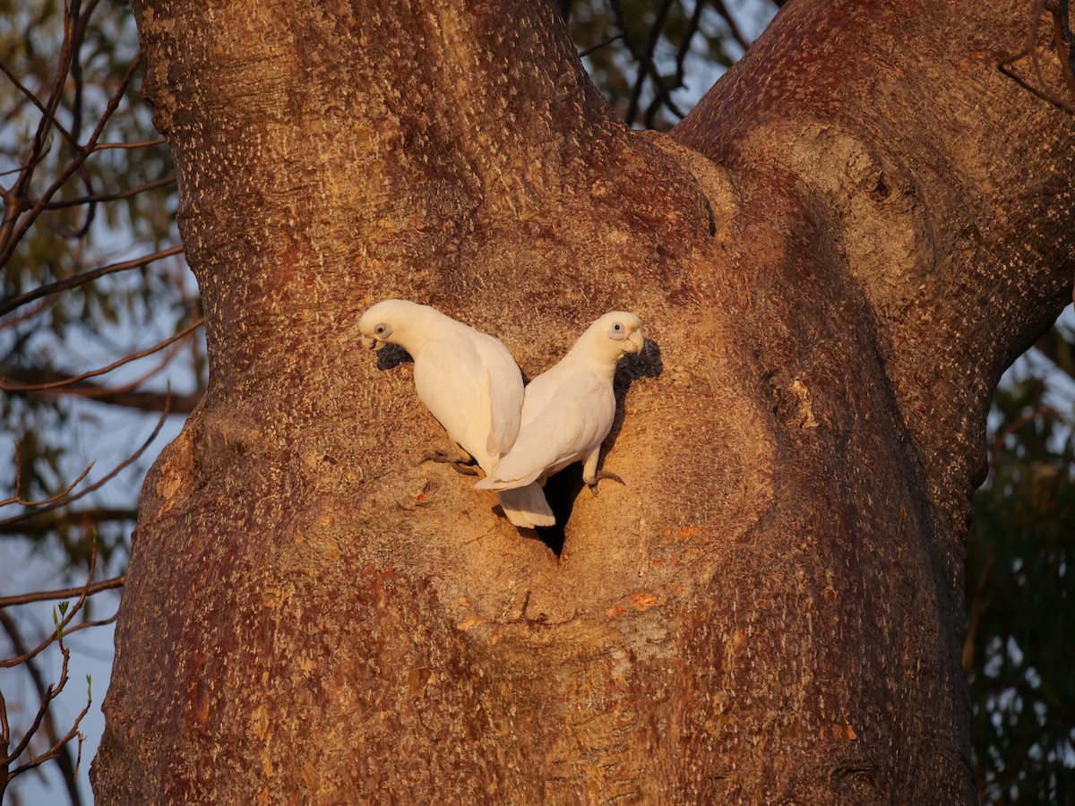 Little Corella - ML646303984