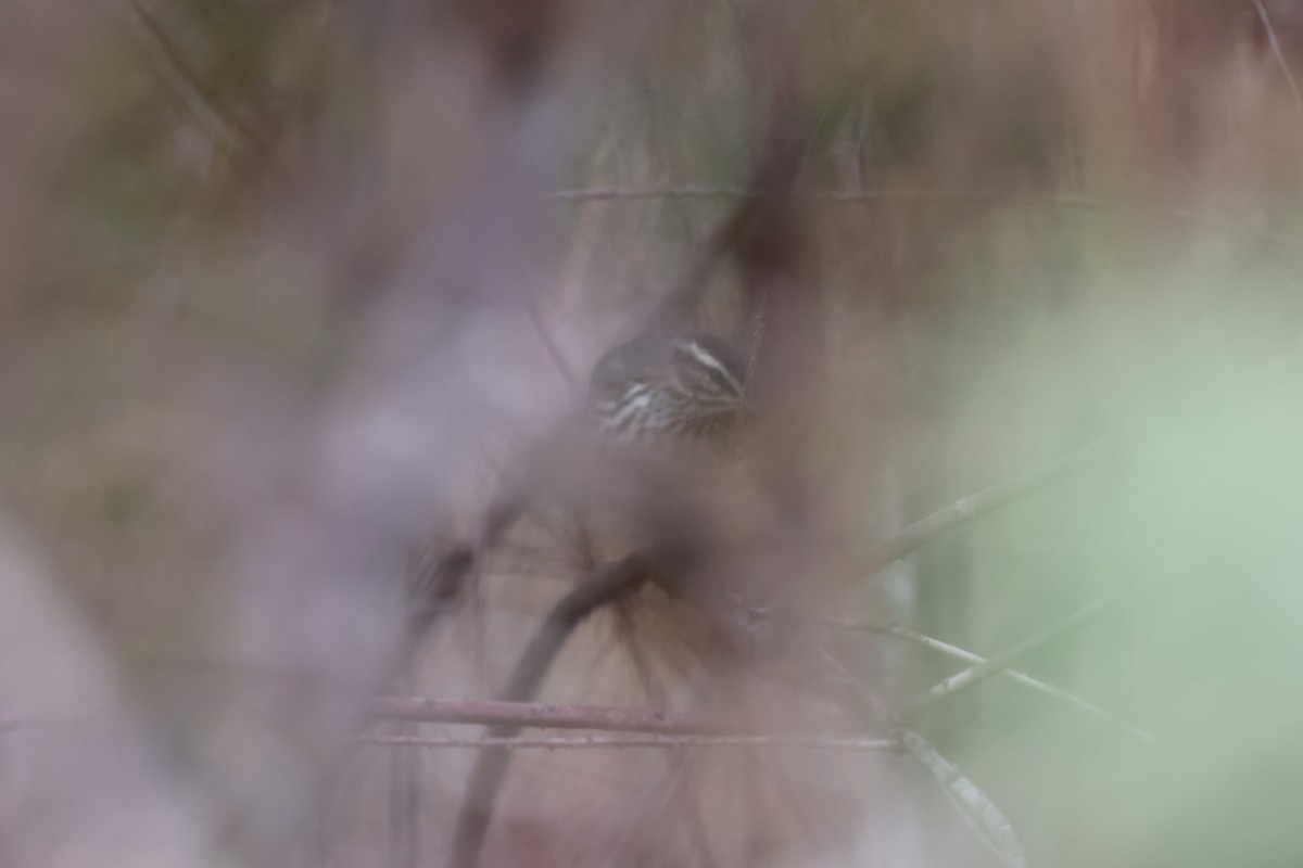 Northern Waterthrush - ML646303989