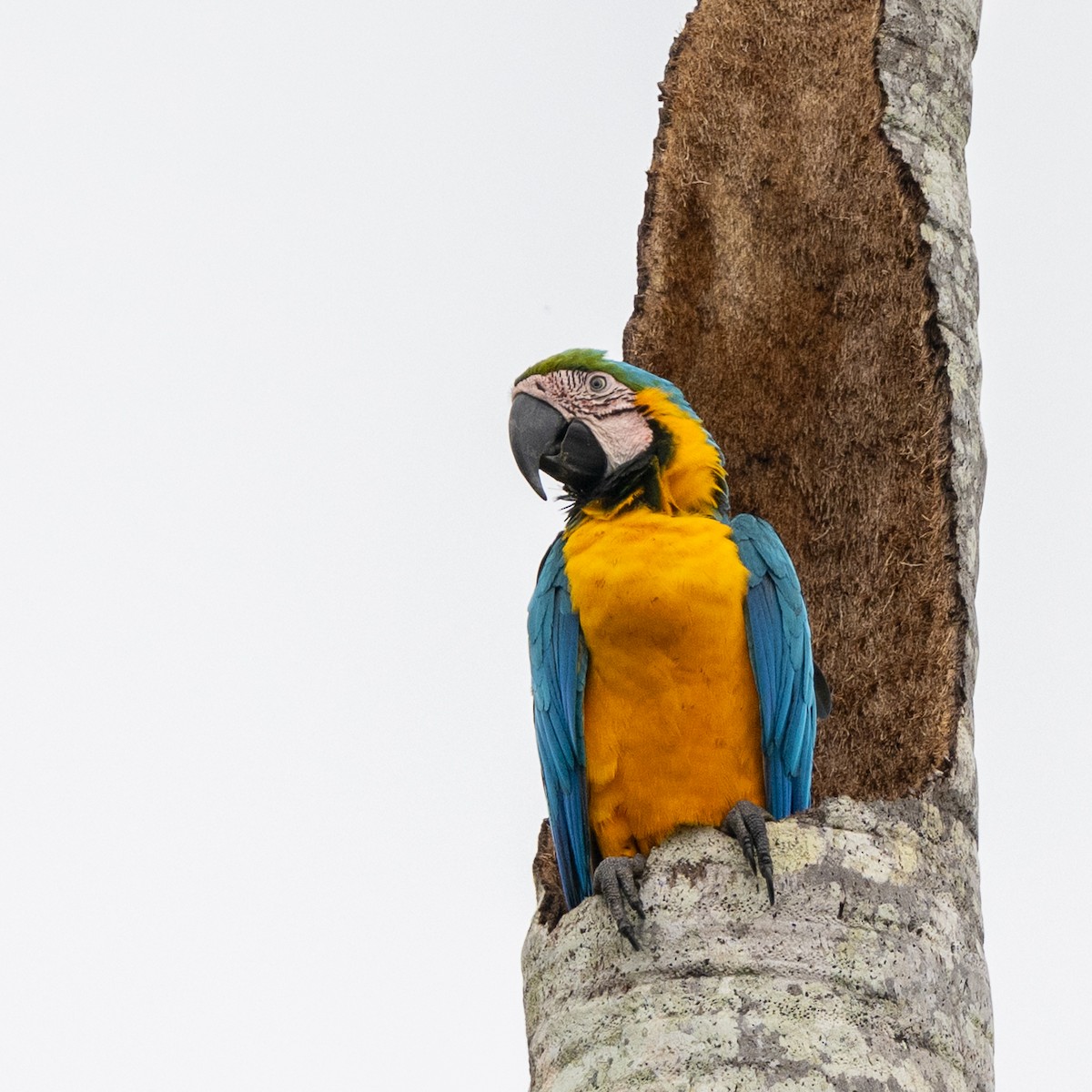 Blue-and-yellow Macaw - ML646303993
