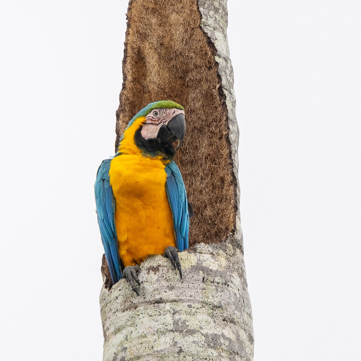 Blue-and-yellow Macaw - ML646303994