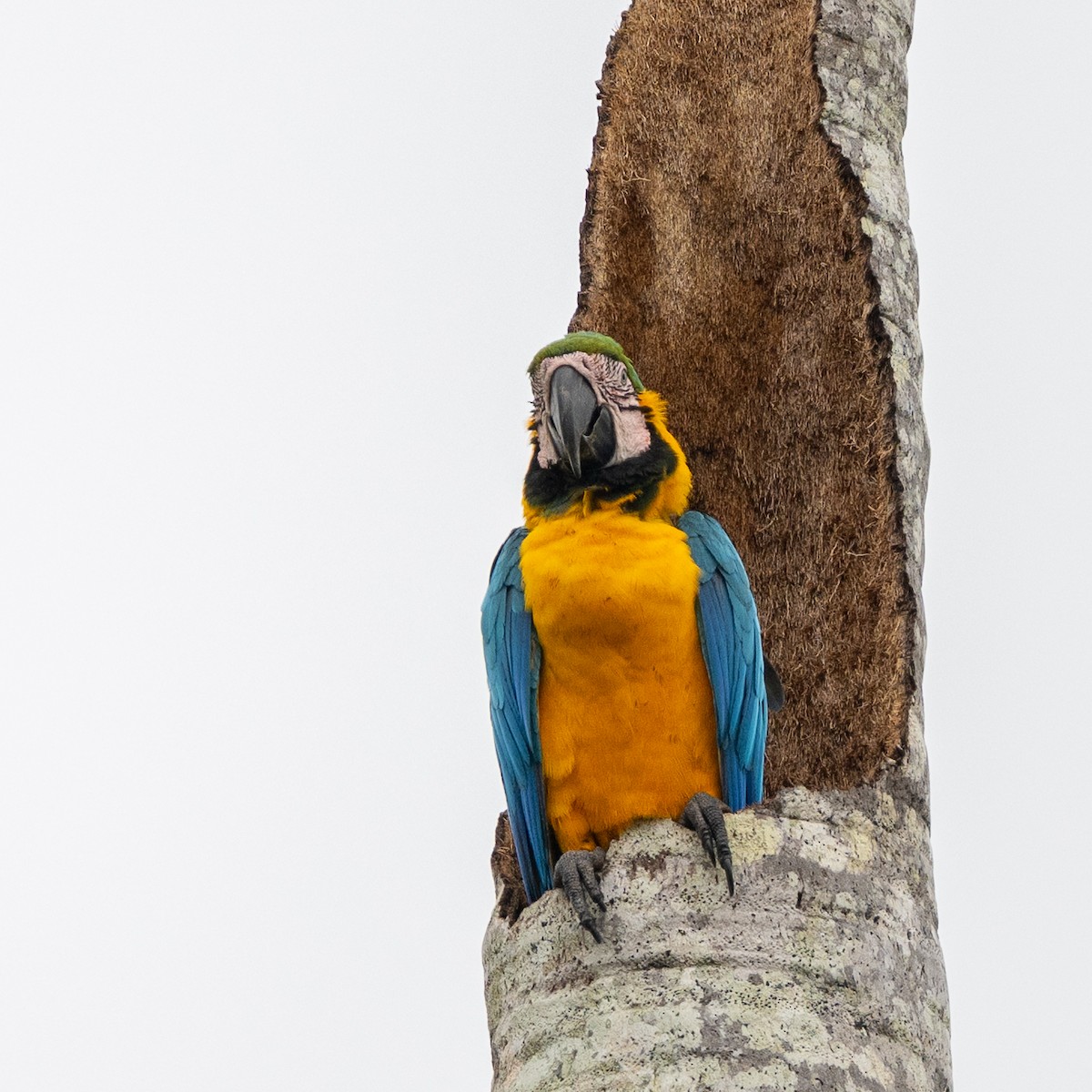 Blue-and-yellow Macaw - ML646303995