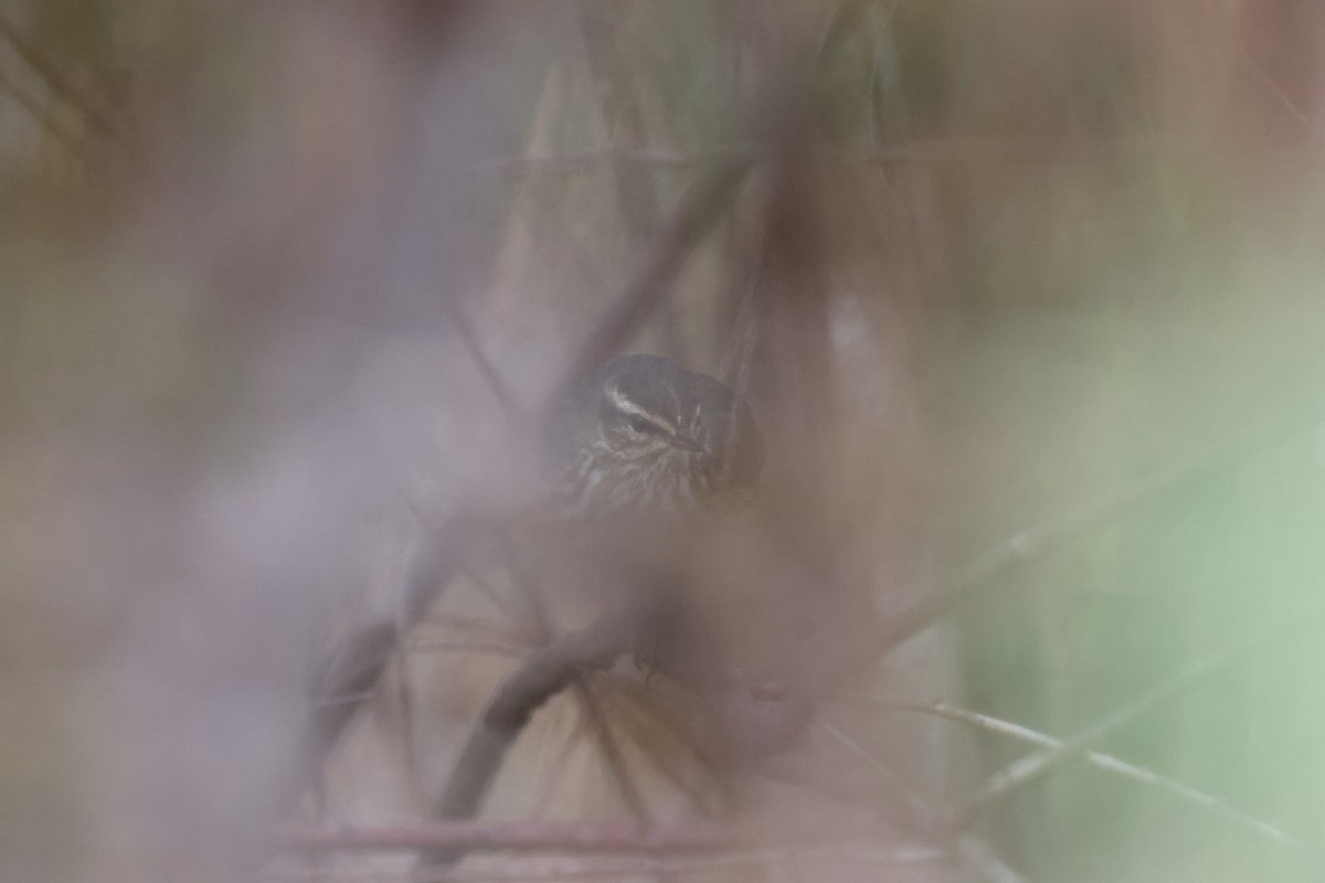 Northern Waterthrush - ML646303996