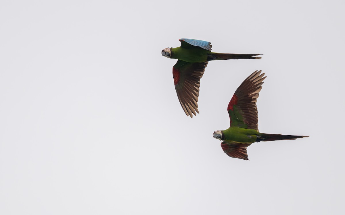 Chestnut-fronted Macaw - ML646303997