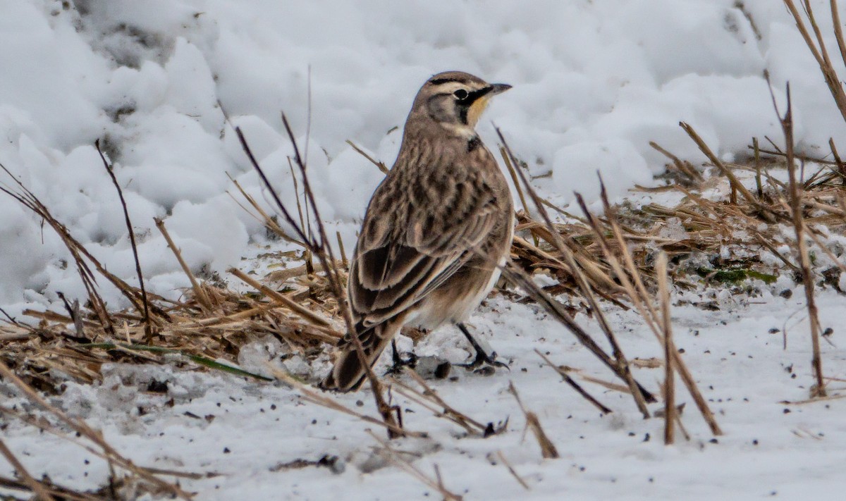Horned Lark - ML646303998