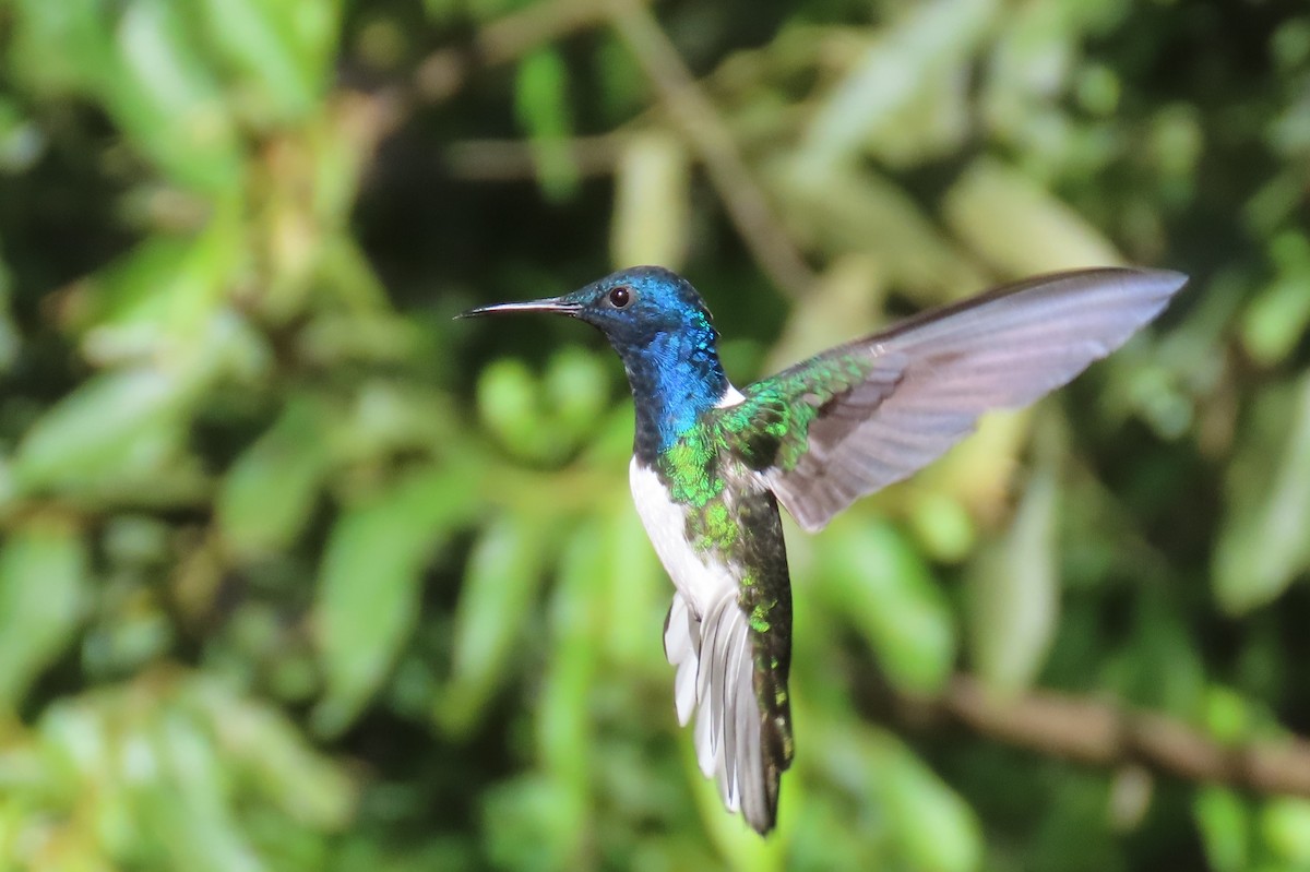 kolibřík bělokrký - ML646303999