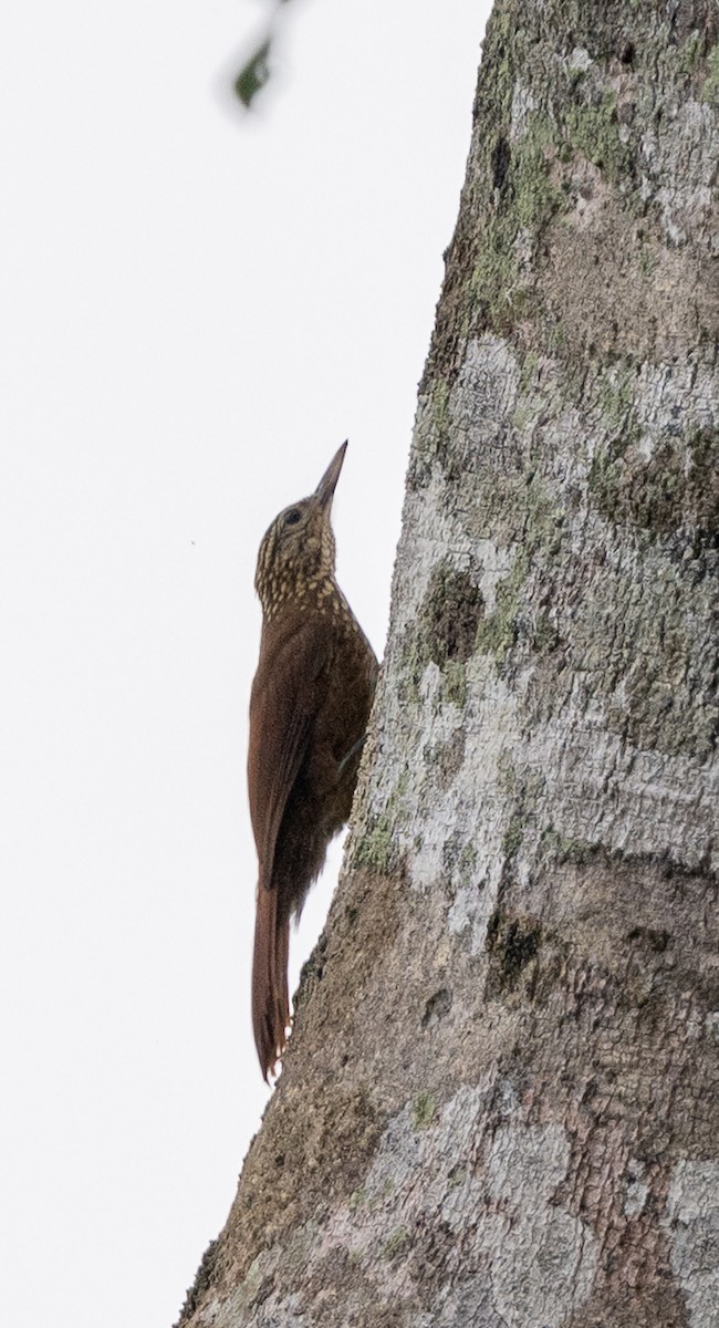 Straight-billed Woodcreeper - ML646304001
