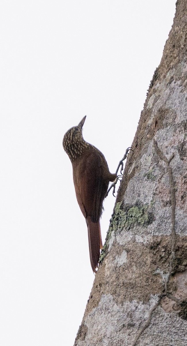 Straight-billed Woodcreeper - ML646304002