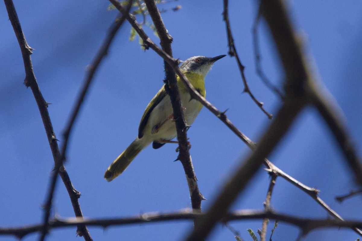 Желтогрудый апалис - ML646304006