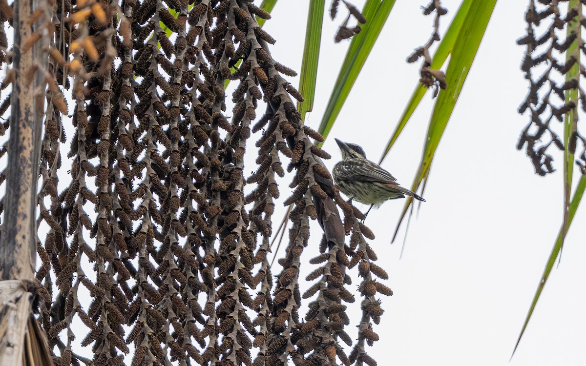 Streaked Flycatcher - ML646304007