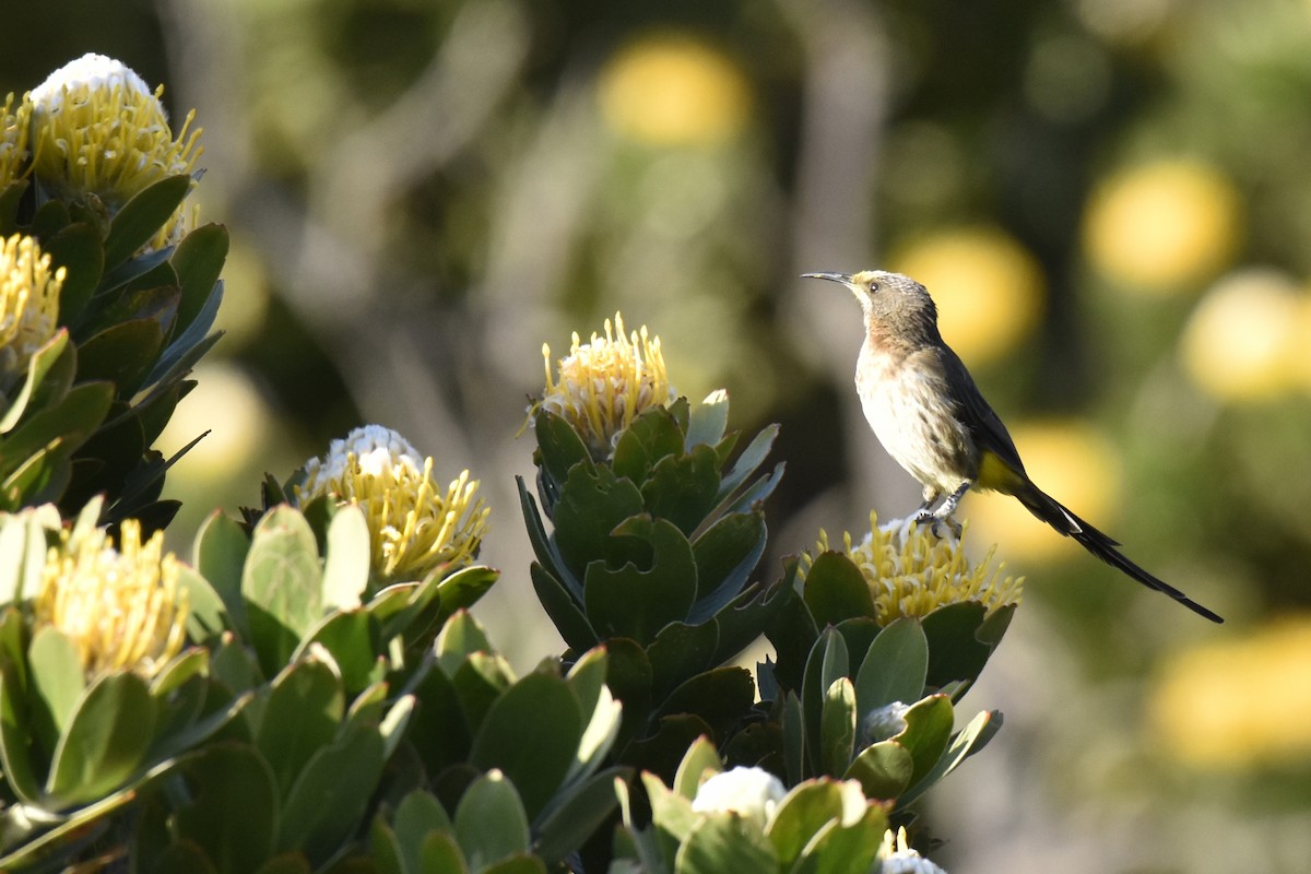 Cape Sugarbird - ML646304009