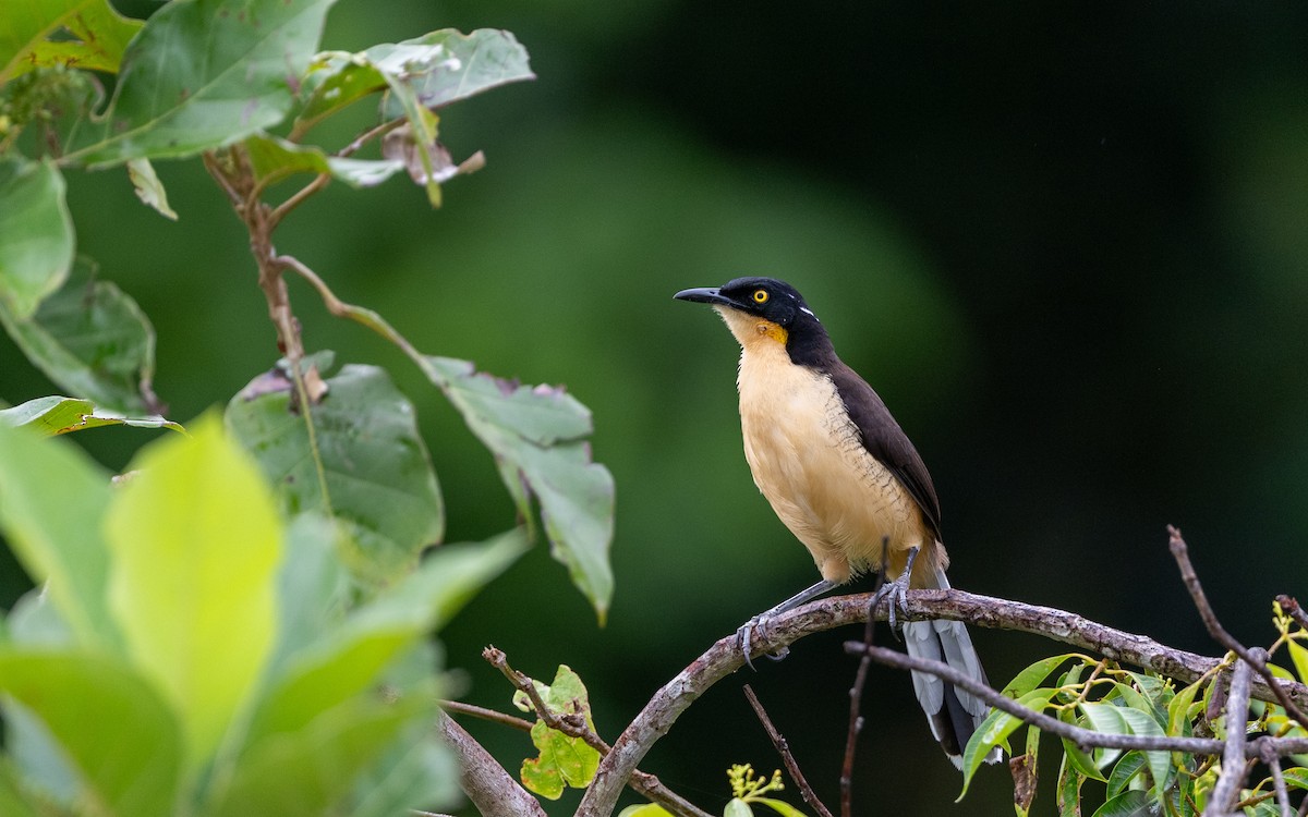 Black-capped Donacobius - ML646304018