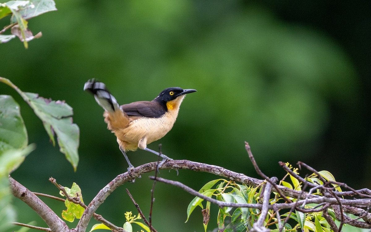 Black-capped Donacobius - ML646304019
