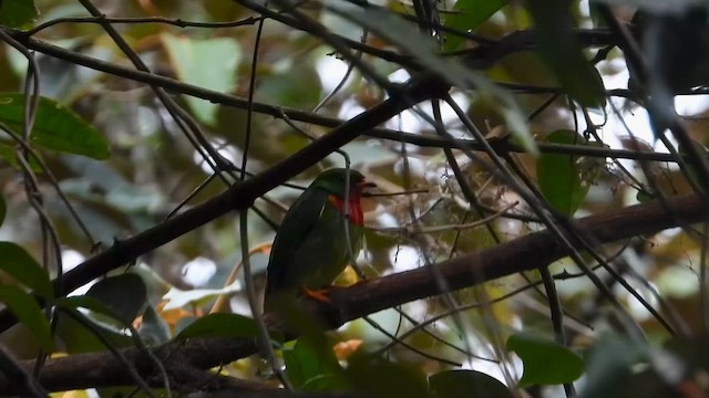 Плодоїд малий - ML646304020