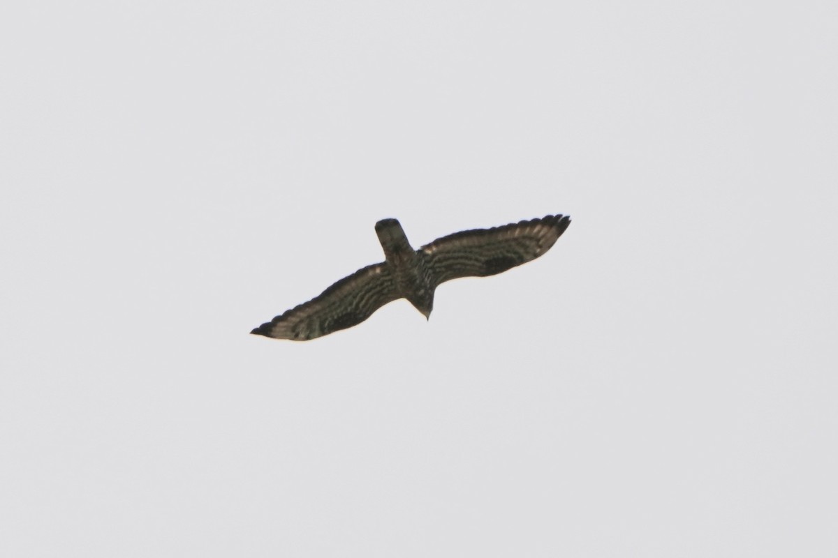 European Honey-buzzard - ML646304021