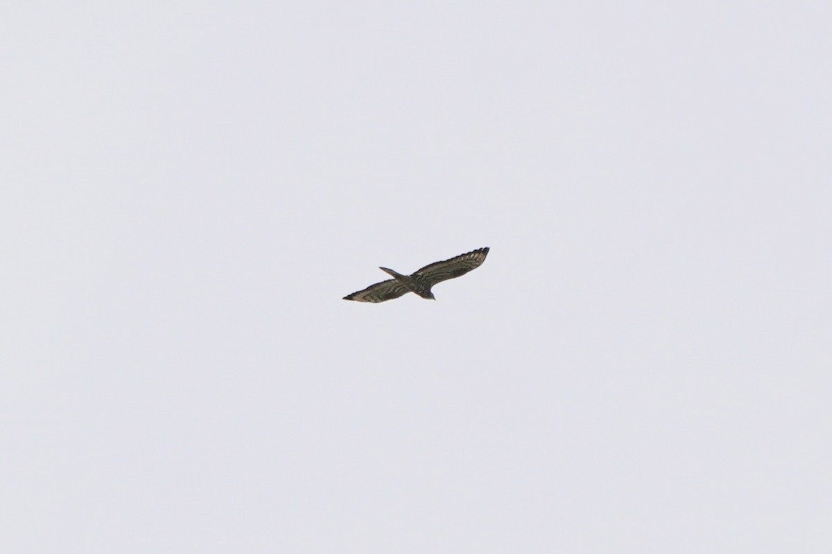 European Honey-buzzard - ML646304022