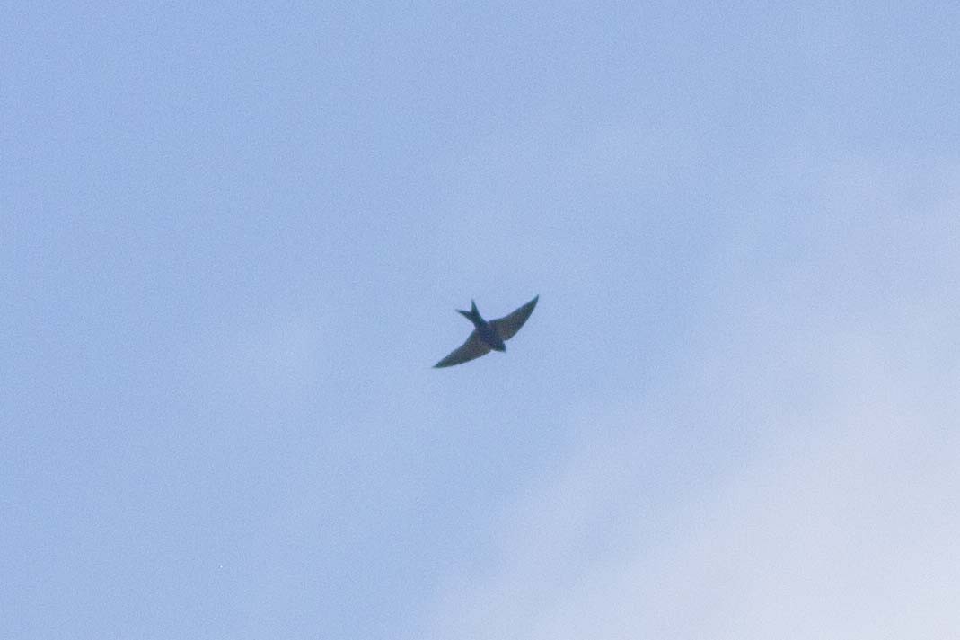 Black Sawwing - ML646304023