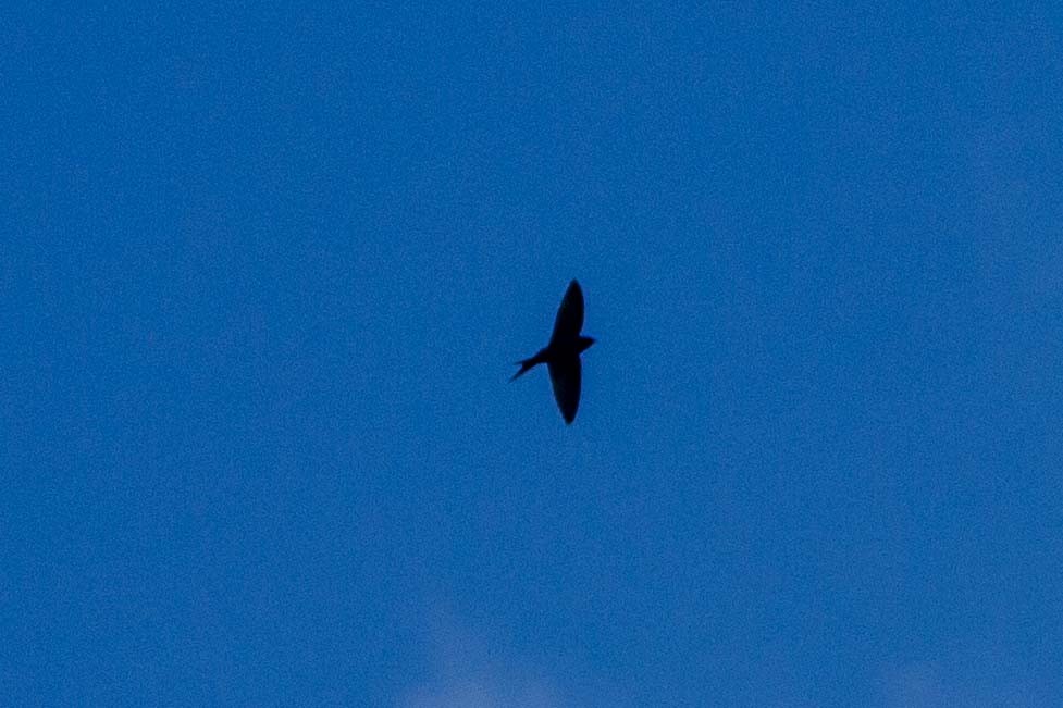 Black Sawwing - ML646304024