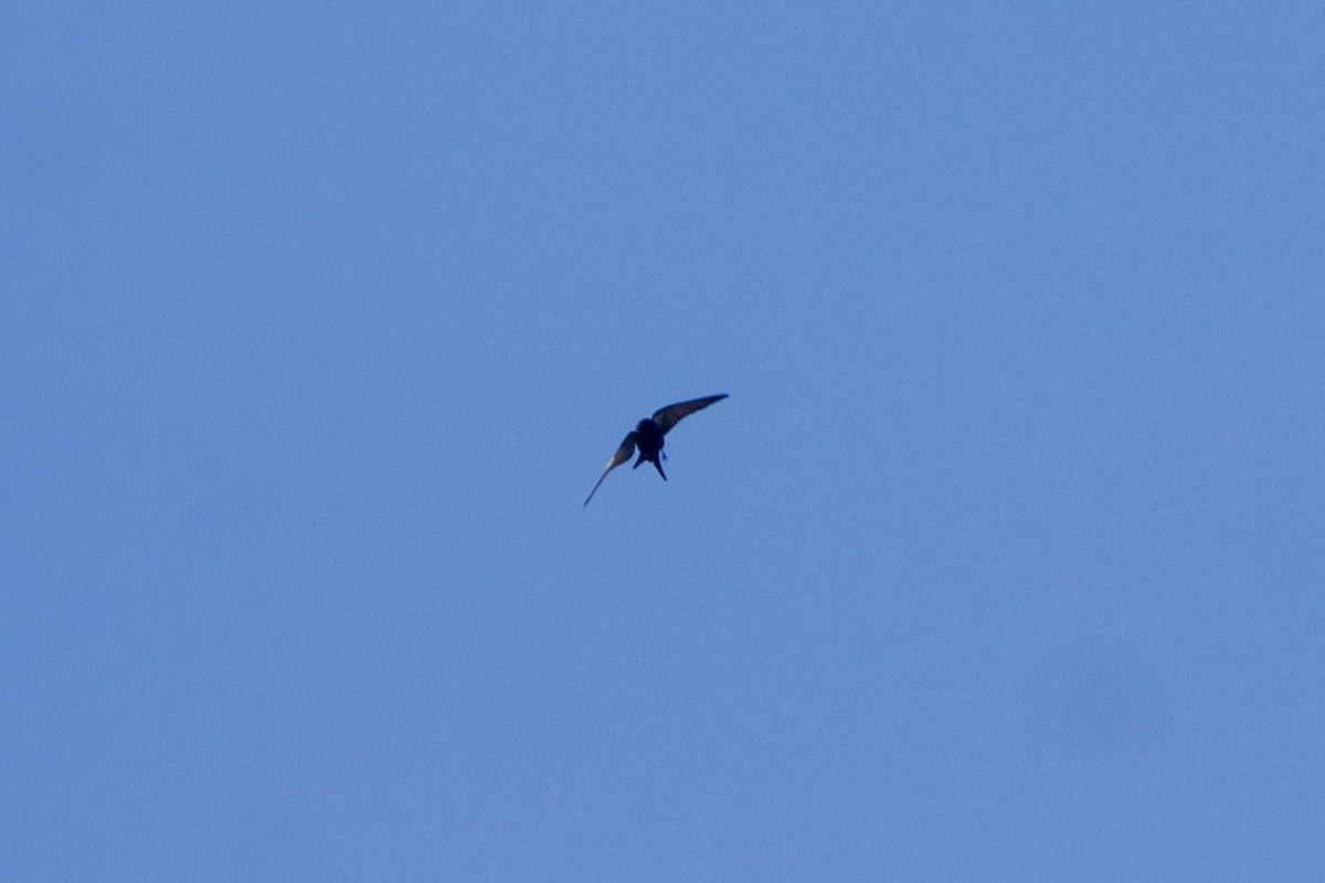 Black Sawwing - ML646304025