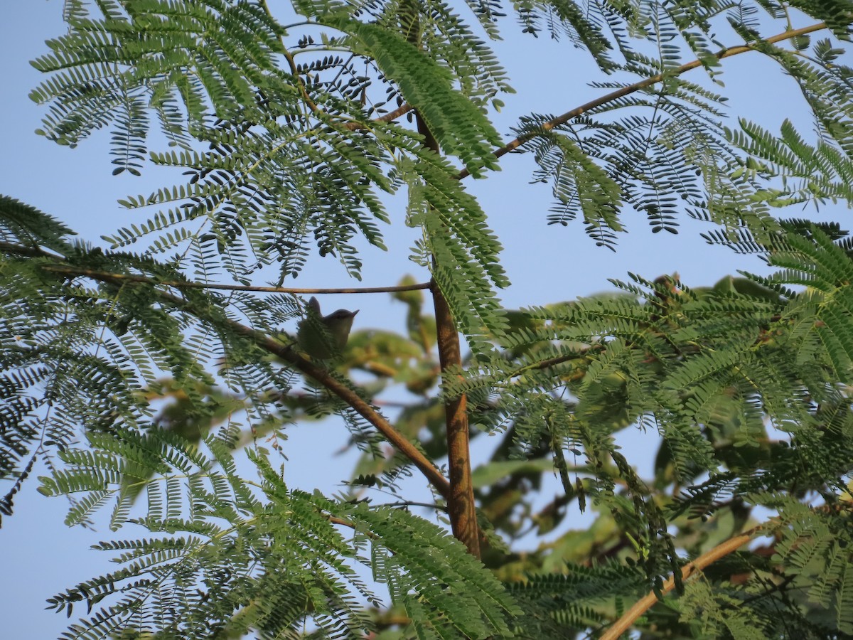 Blyth's Reed Warbler - ML646304026