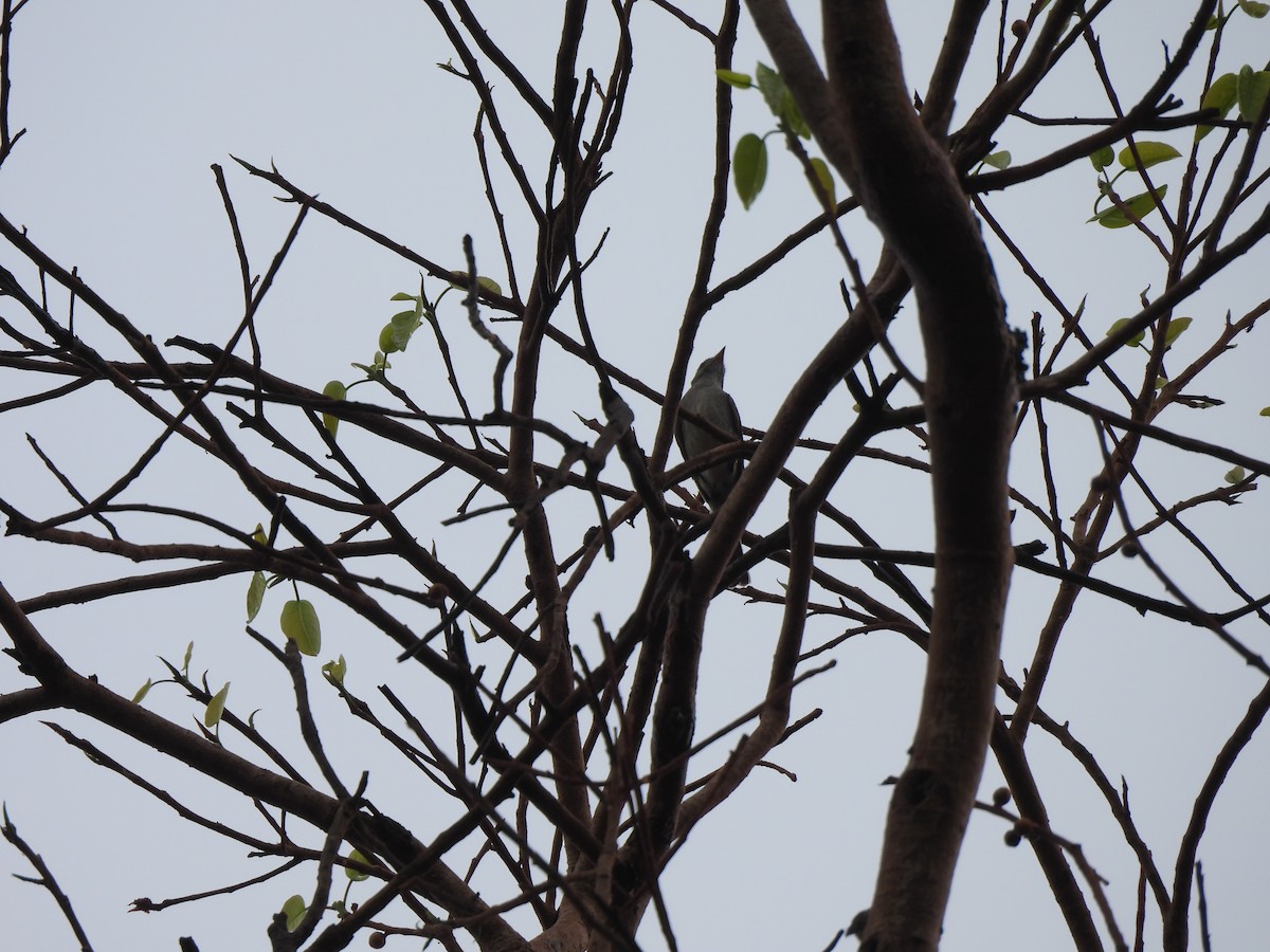 Southern Tropical Pewee - ML646304028