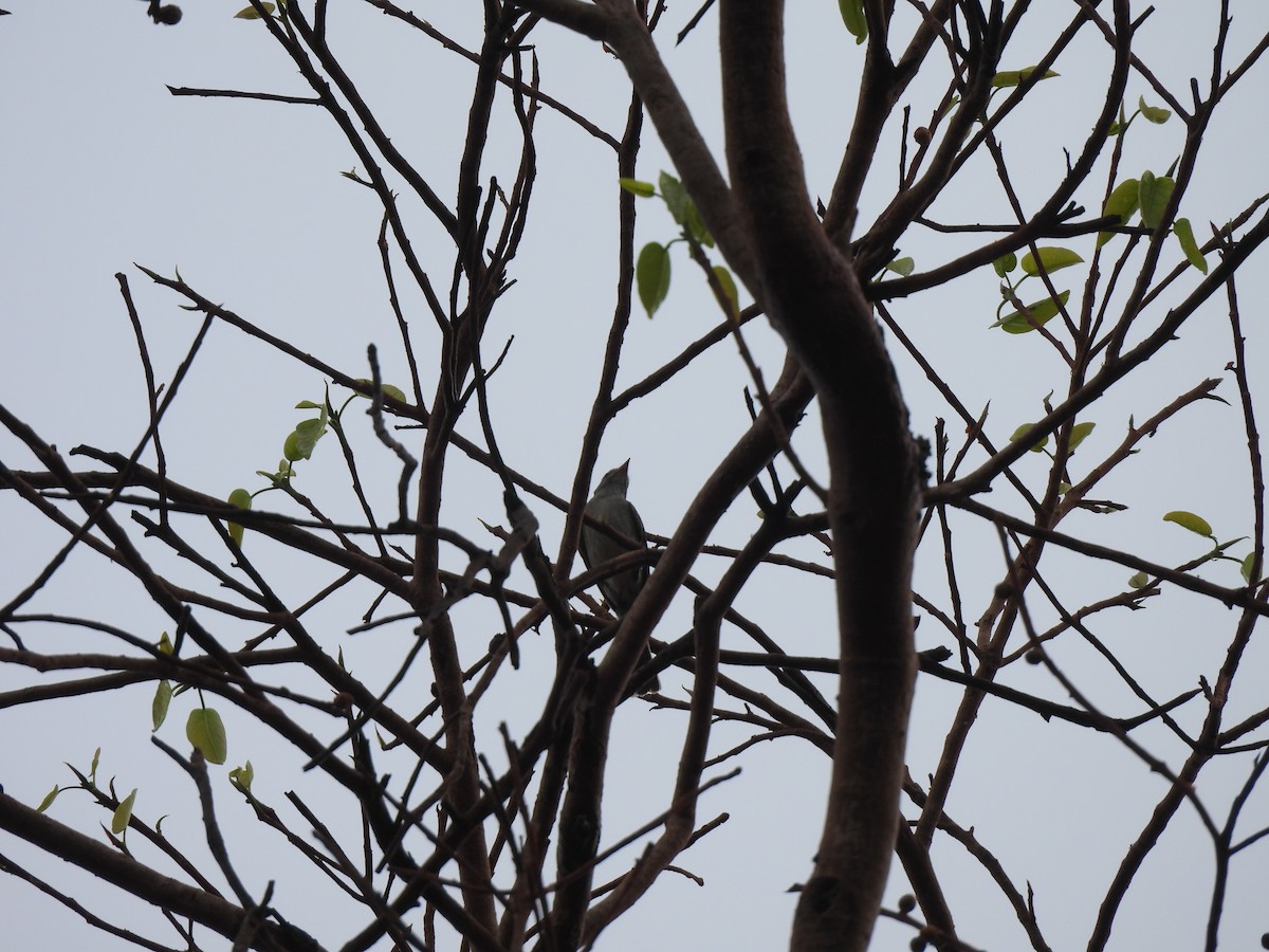 Southern Tropical Pewee - ML646304029