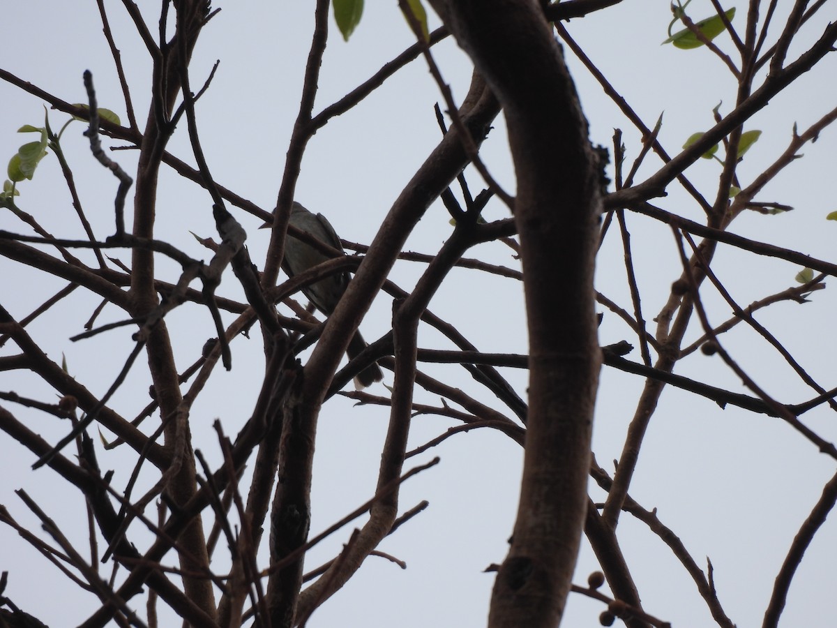 Southern Tropical Pewee - ML646304030