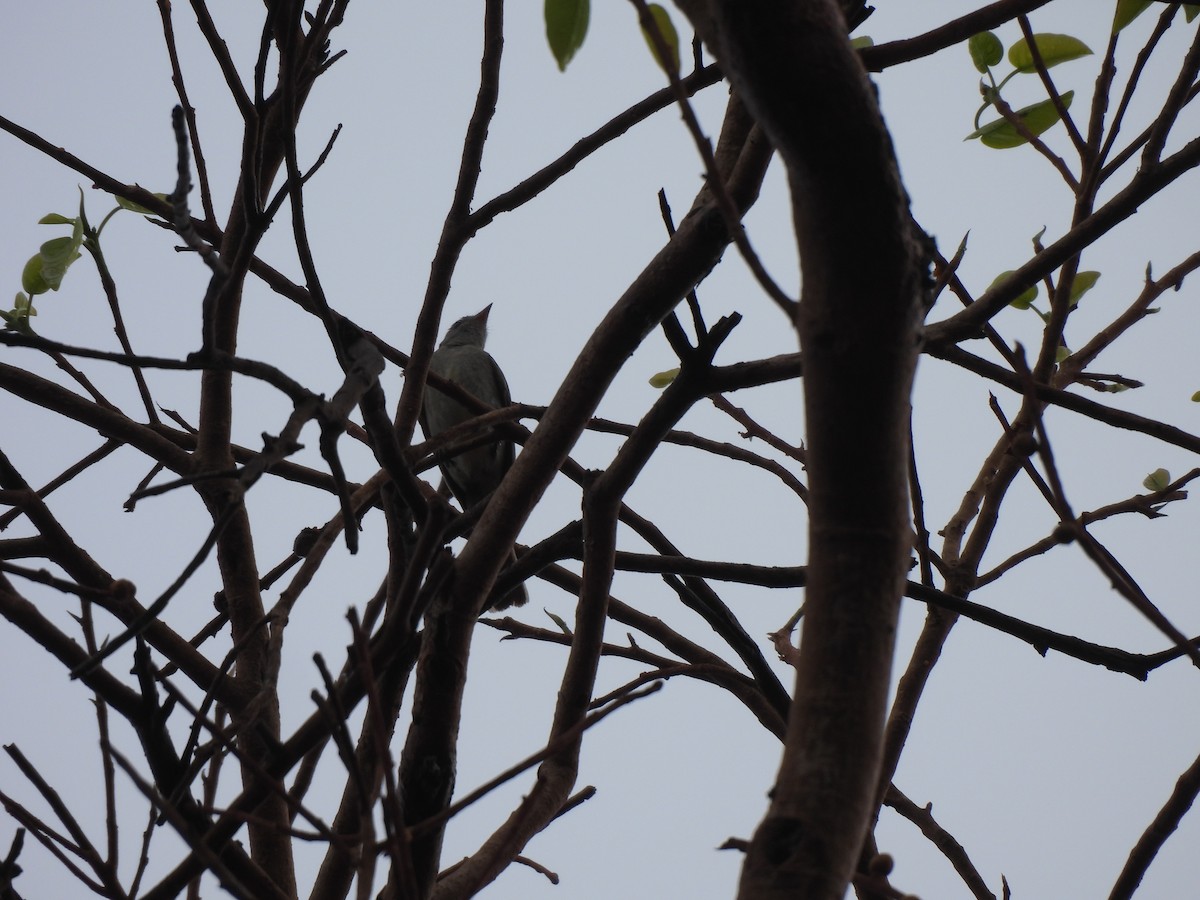 Southern Tropical Pewee - ML646304031