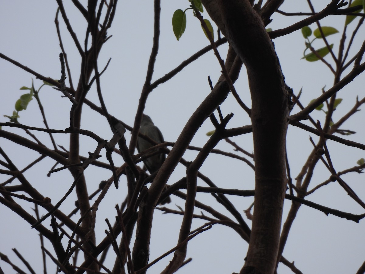 Southern Tropical Pewee - ML646304032