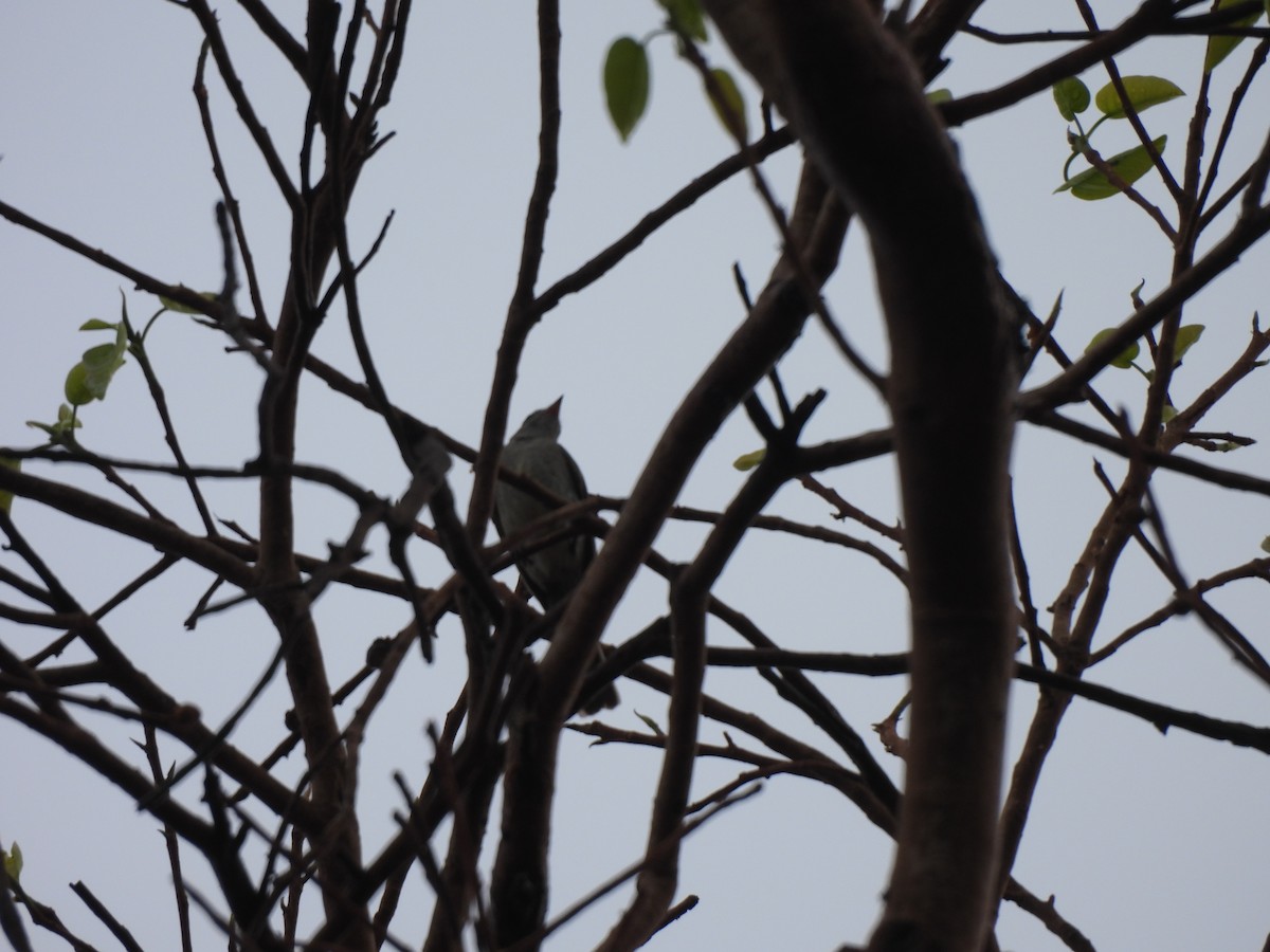 Southern Tropical Pewee - ML646304033