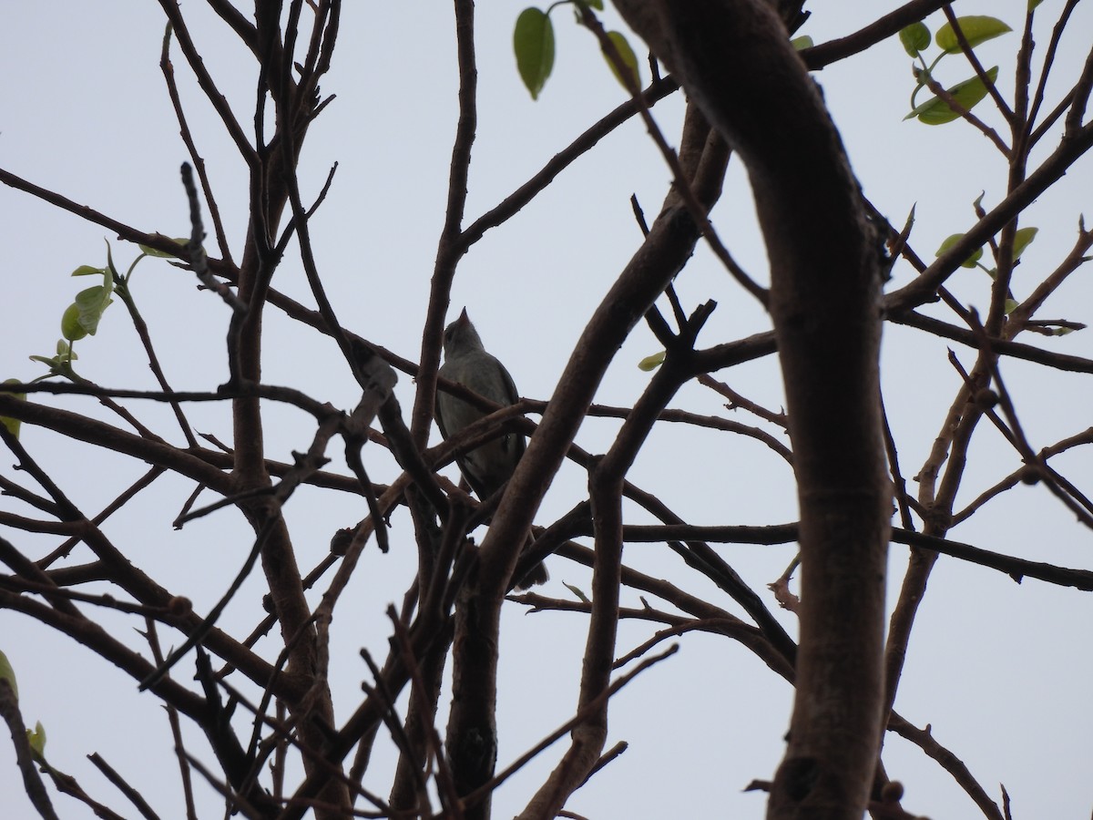 Southern Tropical Pewee - ML646304034