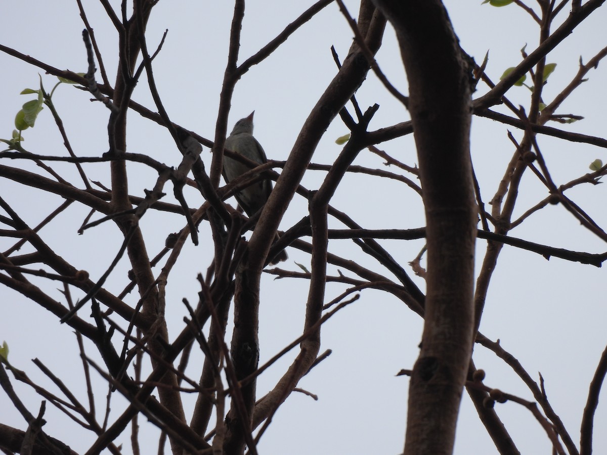 Southern Tropical Pewee - ML646304035