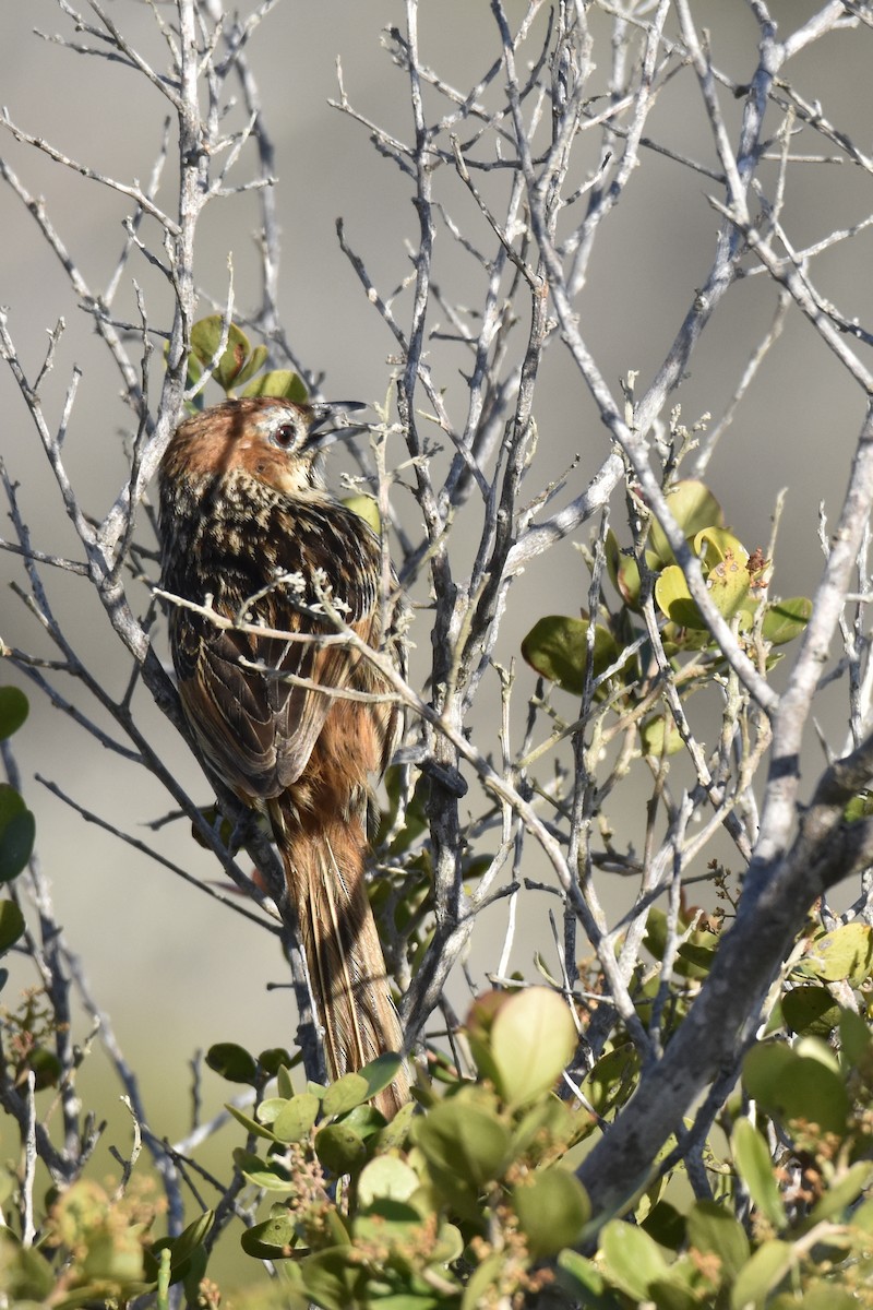 Cape Grassbird - ML646304036