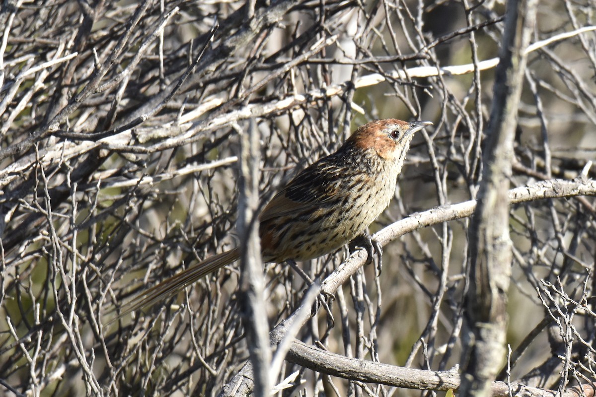 Cape Grassbird - ML646304037